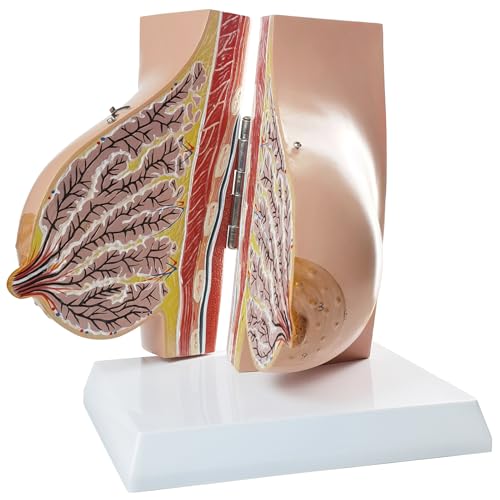 Image of NEW HORIZON Model of The Female Breast Human Breast Anatomy Model Lactation Teaching Nursing Trainning Education Tools for Medical Students and Teachers