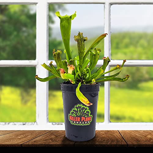 Carnivorous Plants From The Killer Plant Company (Sarracenia Judith Hindle) #TOP2