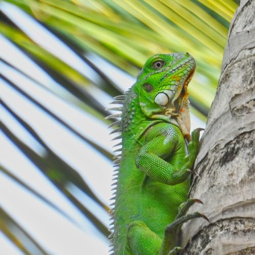 Epic REPELLENTS Repelente granular Iguana Scram 201050, nenhum