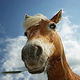  C\'est un beau cheval! [Explicit]