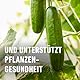 COMPO BIO Grundstoff Lecithin AF - anwendungsfertiges Spray - bei Pilzkrankheiten an Nutz- und Zierpflanzen - stärkt die Pflanzengesundheit - 100% natürliche Inhaltsstoffe - 750 ml
