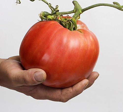 Tomato Malinowy Olbrzym Seeds - Lycopersicon lycopersicum -