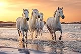 VLIES Fototapete-PFERDE-(2935s)-350x260 cm-Fohlen Pony Tiere Camargue Island Landschaft Strand Gebirge See Wald Wiese Blumen Wandbild Wandtatoo Poster Moderne Tapete Sonnenuntergang
