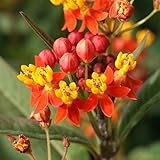 Outsidepride Mexican Butterfly Weed Plant Flower Seeds - 5000 Seeds