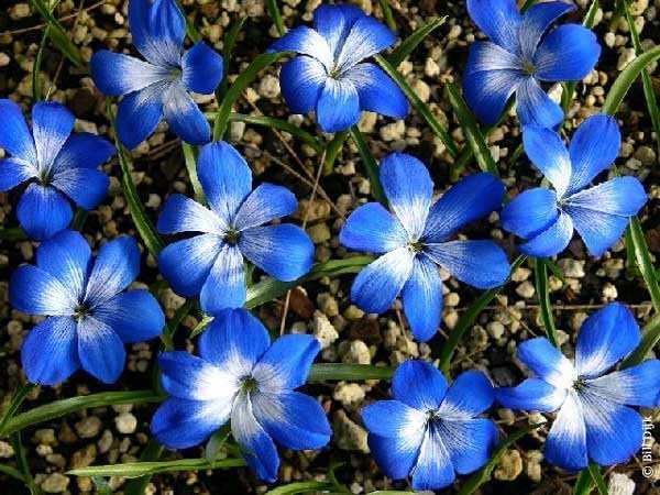 Image of Tecoma Blue Live Plant | Tecomaria Capensis Flowering Shrub with Pot | Indoor Outdoor Garden Plant | Blue Trumpet Vine Plant for Balcony, Terrace, Patio a€ inch Pack of 1