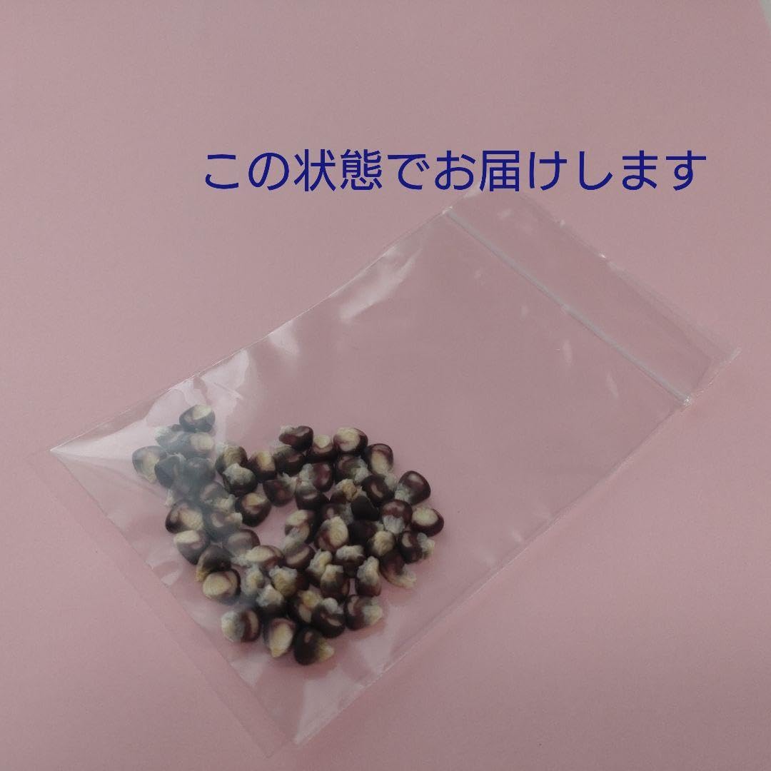 Amazon.co.jp: もちとうもろこし 種 50粒 おまけ数粒 : DIY・工具
