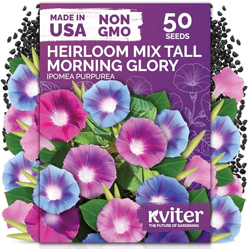 KVITER 50 Tall Morning Glory Seeds Mix (Ipomoea purpurea) Climbing Morning Glory on the Vine Annual Flower Seeds for Planting Heirloom Seed Packets for Home Garden Fences Containers Outdoors