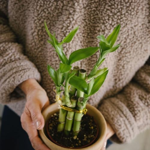Image of Lucky Bamboo Plants | 6 Lucky Bamboo Sticks with Multi color Stones, Best feng shui plant for Home, Office, Bedroom decoration