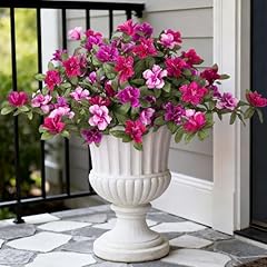 Purple-red Pink Lotus