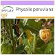 Physalis-Samen von Saflax – Kapstachelbeere, 100 Samen