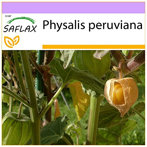 SAFLAX - Aguaymanto - 100 semillas - Physalis peruviana