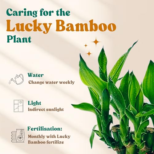 Image of Amulya Farms Live Lucky Bamboo Wheel plant in Ornage Metal Pot With Budha | Indoor Plants for home decoration | Ideal for Living room, Balcony, Office desk & Kitchen | Lucky Vastu Plant |