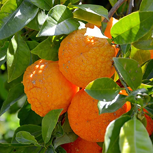 Bitter Orange Seeds Seville Orange, Sour Orange Fragrant Container Attracts Birds Deer Resistant Indoor Outdoor 5Pcs Fruit Tree Seeds By Yegaol Garden #TOP3