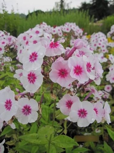 Phlox paniculata Swizzle - Flammenblume Swizzle Verpackungseinheit 3