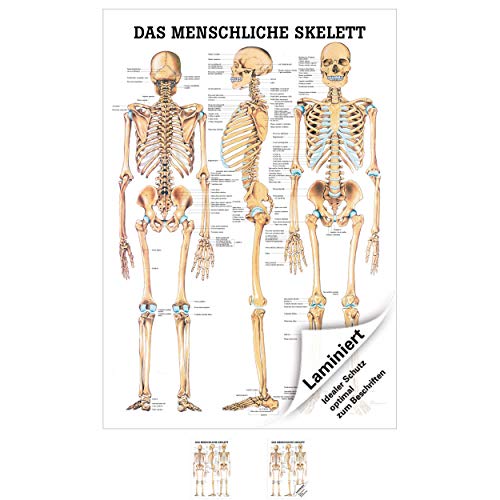 Sport-Tec Das menschliche Skelett Lehrtafel Anatomie 100x70 cm medizinische Lehrmittel