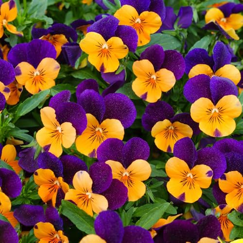 semi di viola del pensiero, resistenti decorazioni, giardino esotiche 50pcs