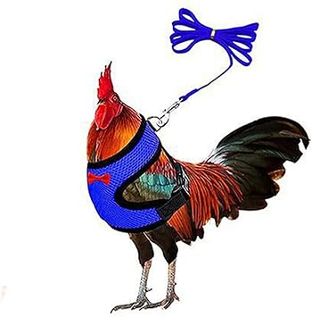 Cute Chicken Harness with Leash,Blue M