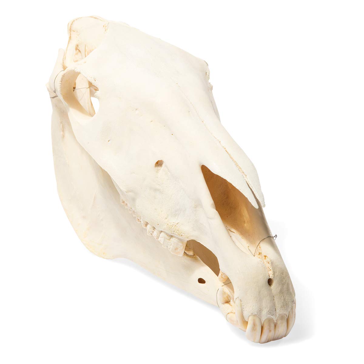 Amazon.co.jp: 3B Scientific GmbH T300171 馬の頭蓋骨 : おもちゃ