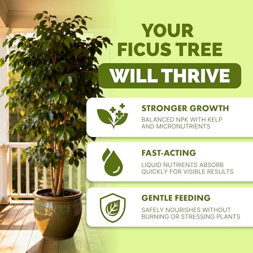 Fertilizante Líquido para Árbol de Ficus 8 oz miniatura 2