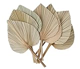 MODECO - Dried Palm Leaves - Natural Home Decor - Seven Real Fan Palm Fronds Hand-Trimmed Into...