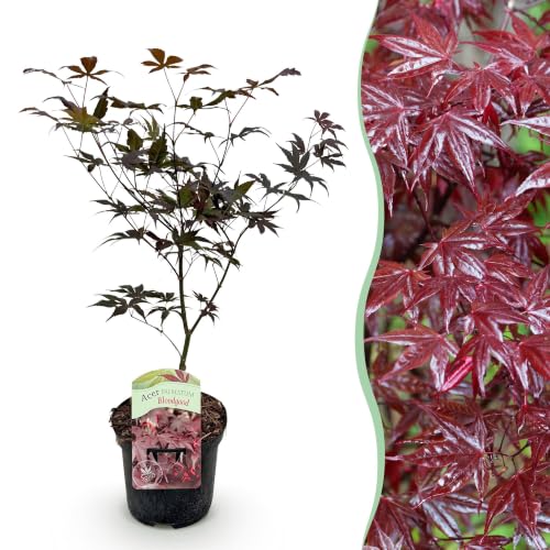 GreenboutiQ - Plante de terrasse - Érable Japonais - Acer palmatum Bloodgood - Rouge- 1 Plante - Caduc - Pot 19cm Hauteur 70cm