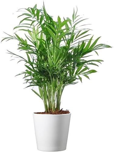 American Parlor Palm