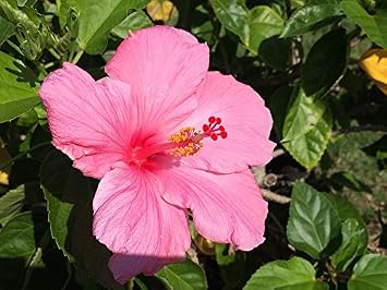 Hawaiian Exotic Pink Hibiscus Cutting 4 Pk K4r