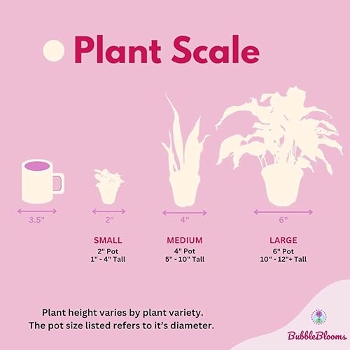 Miniatura 7 de BubbleBlooms Calathea - Juego surtido de macetas de 4 pulgadas, juego de 3, variedad de plantas de oración, grandes plantas de interior, serpiente
