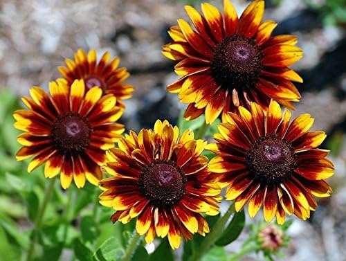 Miniatura 3 de Más de 300 semillas de flores Gloriosa Daisy Rudbeckia Hirta, Susan de ojos negros, bienal, hermosas, de Estados Unidos