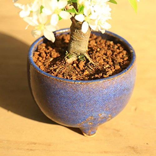 Amazon.co.jp: 遊恵盆栽：深山かいどう(信楽焼鉢)*bonsai 小品サイズ