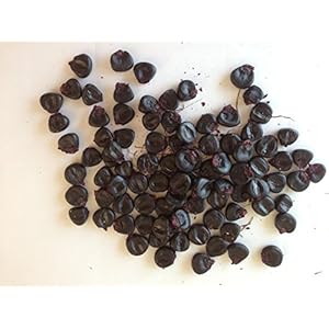 20 semi di mais nero Piante semi di ortaggi frutta Seeds