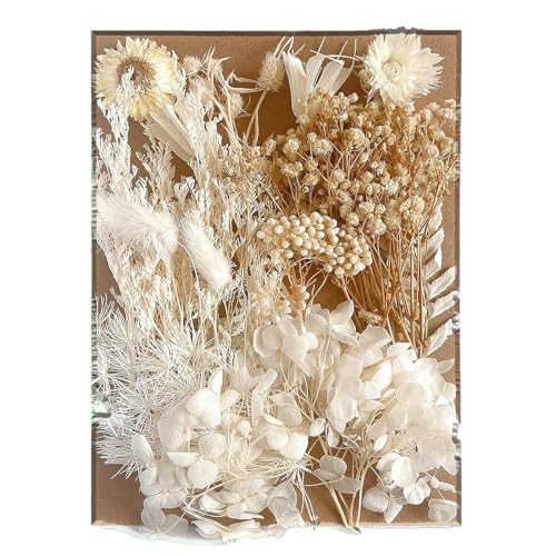 Flores Secas Naturales y Preservadas - Hojas Secas Mixtas para Manualidades y DIY en Resina (Blanco)