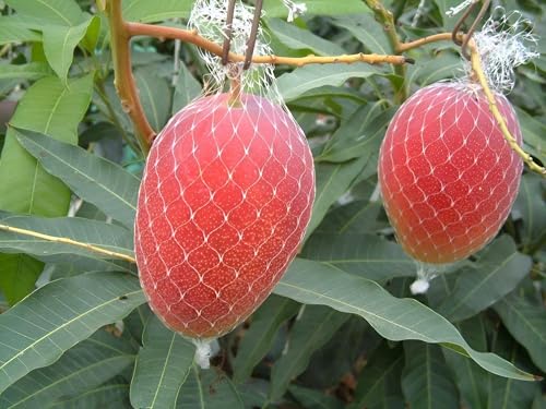 Image of Original Japanese Eggs Of Sun Miyazaki Mango Fruit Healthy Live (Grafted) plant 2Ft-2.5 Feet) for Home Garden Tree Pack of 1.