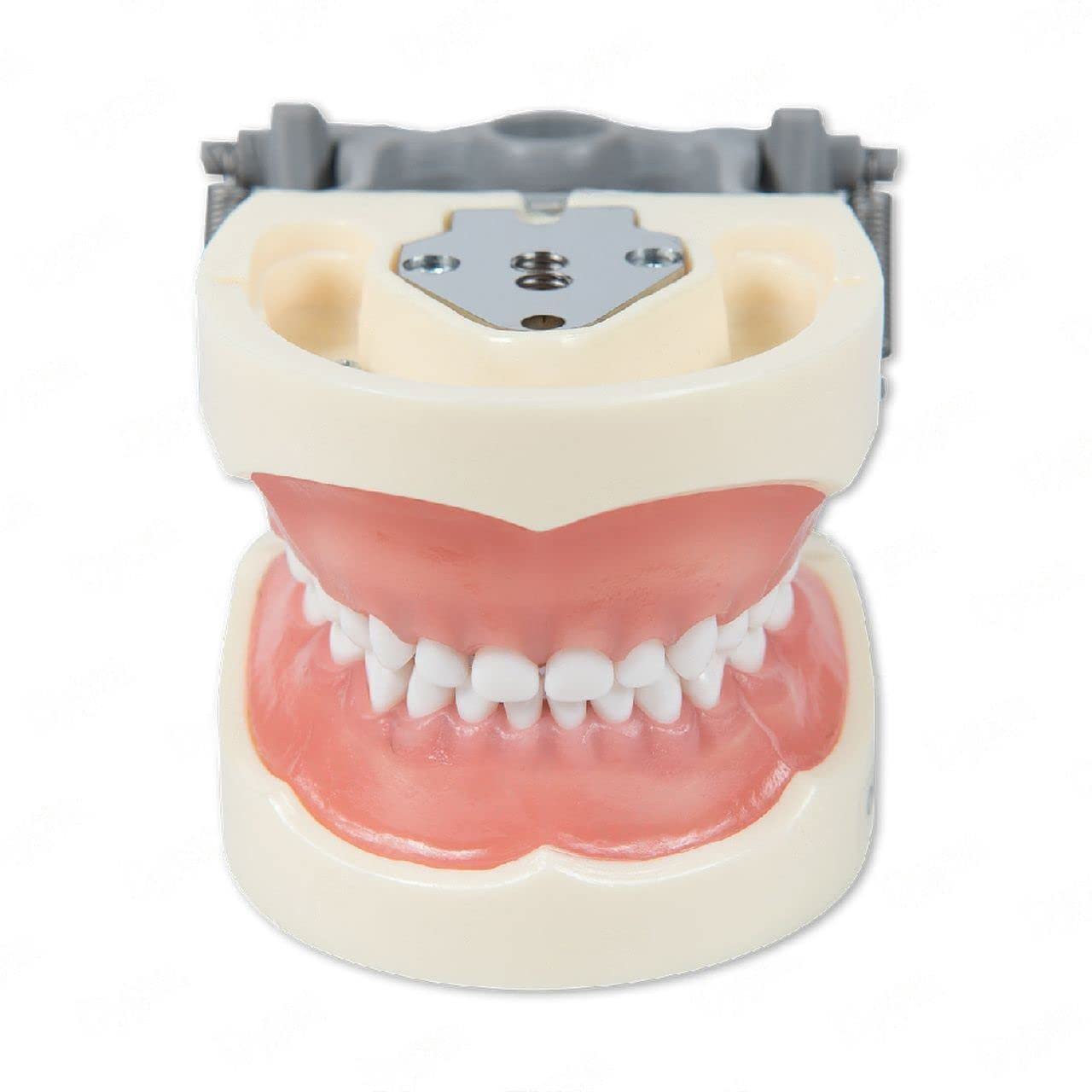 Pediatric Typodont Teeth Model 24 Removable Teeth Compatible with Kilgore Nissin 200P (Typodont 200P)