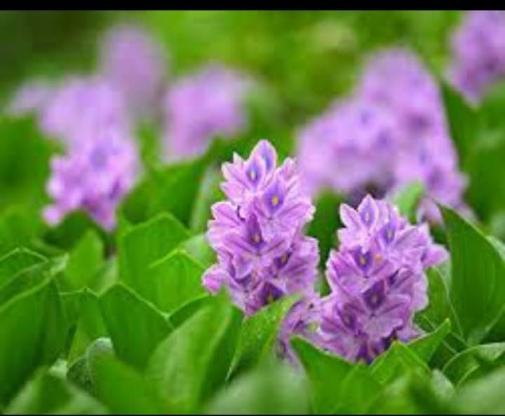 THE GREEN VIEW GARDENS Live PlanT Water Hyacinth Water Cabbage Rare Aquatic Flower Plants PackOff 5-image-31
