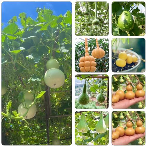 semillas Calabaza de botella cama elevada de jardín interior invierno bonsái interior silvestres perennes para reverdecer techos resistentes 150pcs