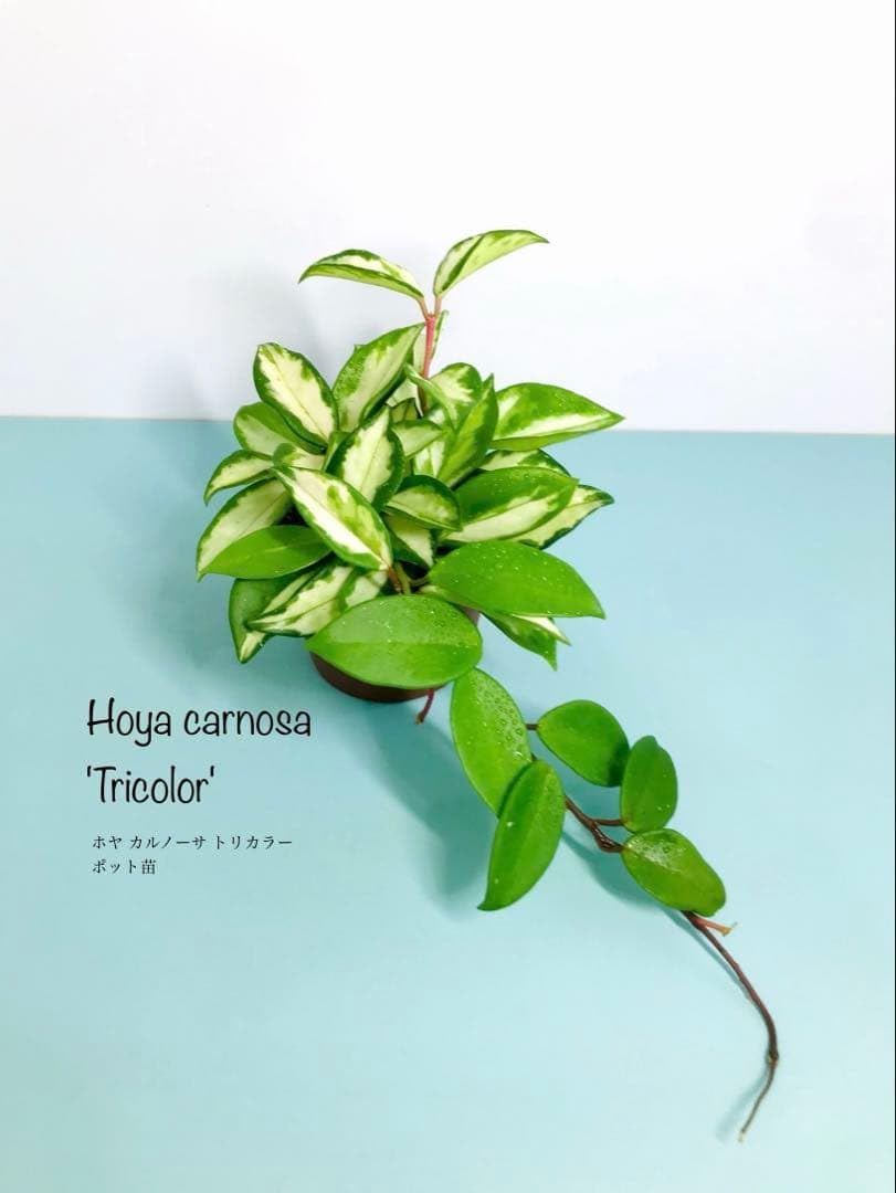 Amazon｜ホヤ カルノーサ トリカラー ポット苗 観葉植物｜観葉植物