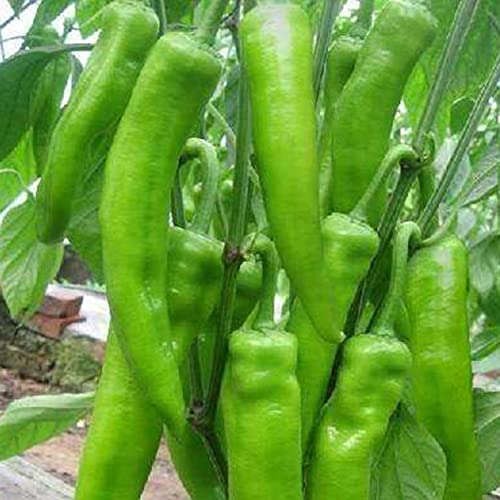 Confeción de semi di peperoncino Caldo 200 pz | Piante di Verdure per spezie da giardino per la casa Semi di peperoncino 1tamaño