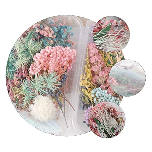 Holibanna 2 Caixas Flores secas de aromaterapia flor seca prensada variada decoração de unhas decora