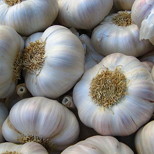 Bella Italiano 22 Garlic Seeds Clove, Wight Garlic Cloves/from 2 Bulbs/Planting Now …