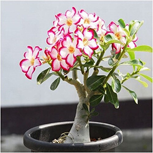 Bulbi Di Rosa Del Deserto - Adenium Obesum, Pianta Perenne, Ideale Per Bonsai E Giardino - Foto 5
