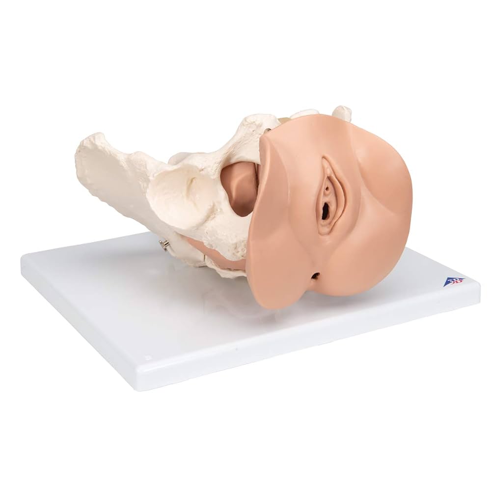 【ラプンツェル様用】ATAVISM / PUTREFIED GENITALIA Erler-Zimmer 3D Printed Male Left Pelvis and Proximal Thigh