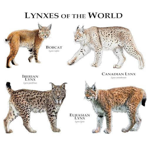 Taza de cerámica de 11 oz con diseño Lynxes of The World miniatura 3
