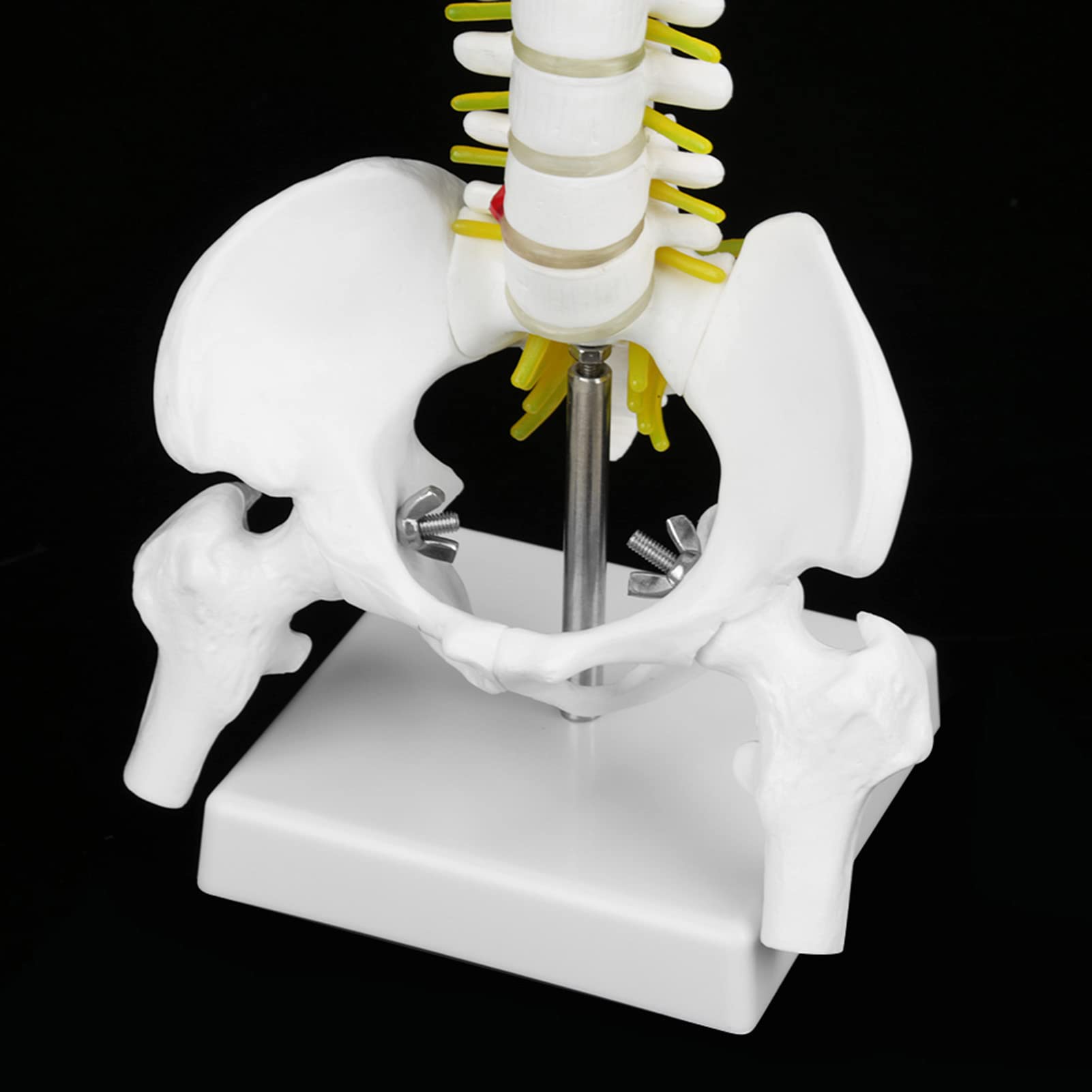 Anatomisches Wirbelsäulen-Modell, 38 cm, Lebensgroß mit Nerven und Becken, Lehrmaterial für Anatomie