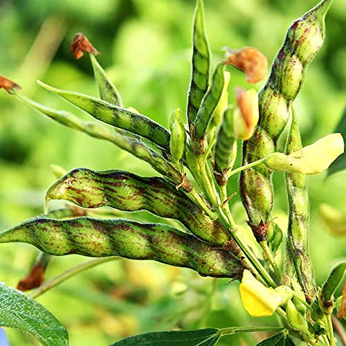 Yegaol Garden 25Pcs Pigeon Pea Seeds Cajanus Cajan Seeds Annual Drought Tolerant Gmo Free Patio Trellises Garden Plant Vegetable Seeds #TOP2