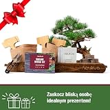 Zestaw Startowy Bonsai - 4 Drzewka Bonsai (Organiczne Nasiona) - Unikalny Pomysł Na Prezent - Wszystko, Czego Potrzebujesz, Aby Wyhodować Własne Drzewka Bonsai w Domu - Kompletna Instrukcja Obsługi Krok Po Kroku.