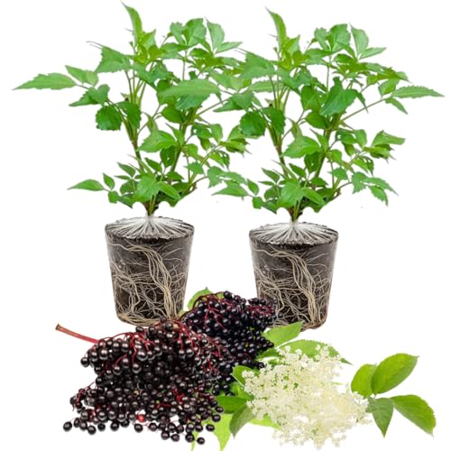 2 Elderberry Bushes Live Plants 9 Months Old 5-9 in Tall Seedling Elderberry Plants Live for Planting Cold Hardy Zones 3-8