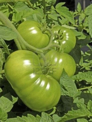 Clovers Garden Early Girl Tomato Plants- Two (2) Live Plants – Non-GMO - Not Seeds – Each 4"-8" Tall in 4 Inch Pots - High Yield Canners