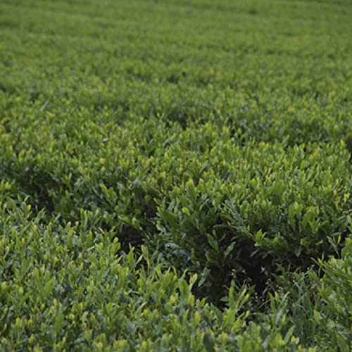 Chá Preto Thea sinensis Organico Rich