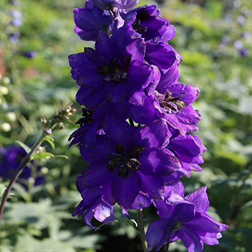 Outsidepride Black Knight Delphinium Seeds - 2000 Pcs Perennial, Self-Seeding, Heat & Drought Tolerant Flower Seeds for Planting Dark Violet Blooms for Cut Flower Arrangements, & Pollinator Ga...